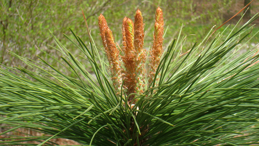 Pinus ponderosa blad