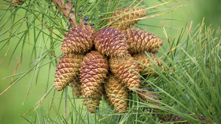 Pinus rigida плоды