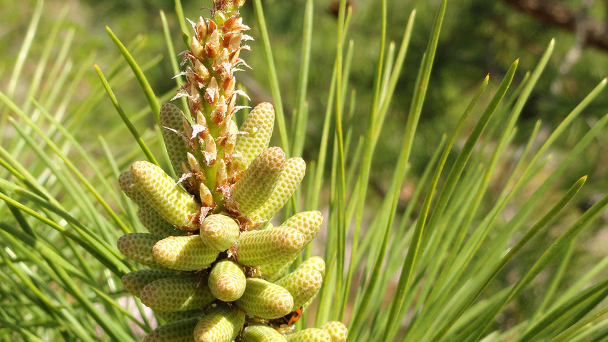 Pinus rigida листья
