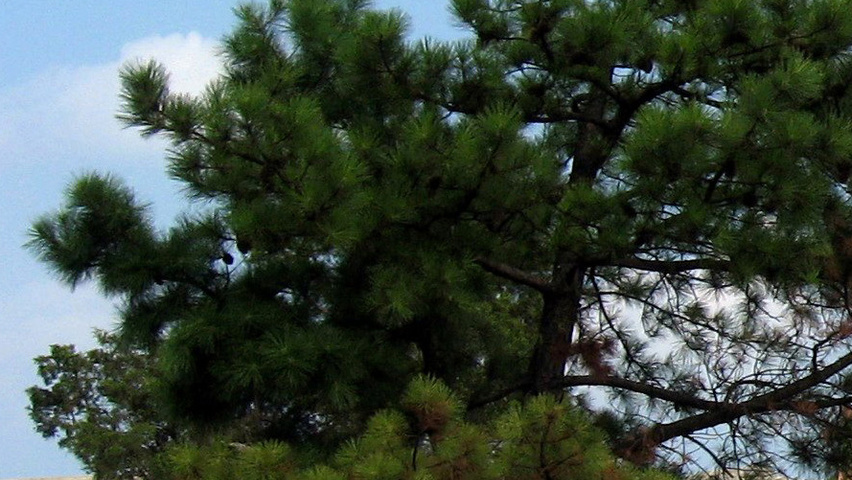 Pinus rigida Многоствольные деревья