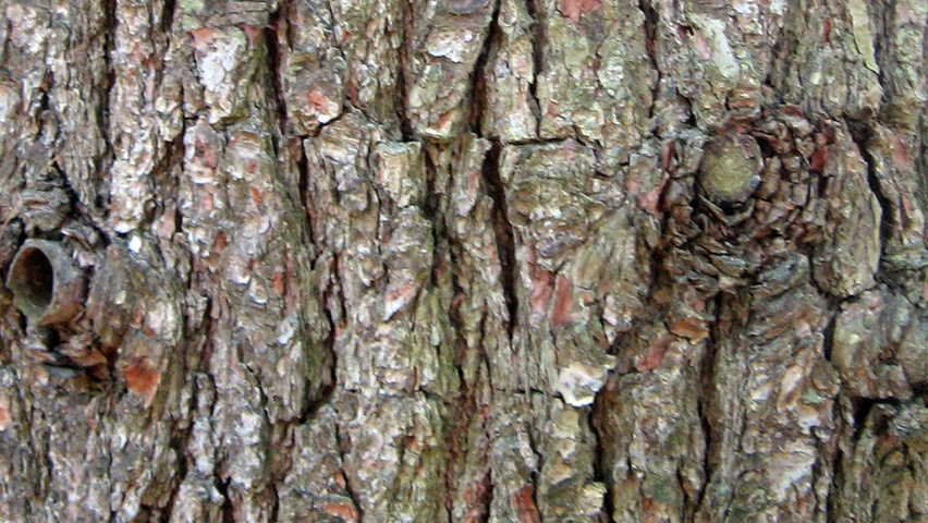 Pinus strobus Rinden