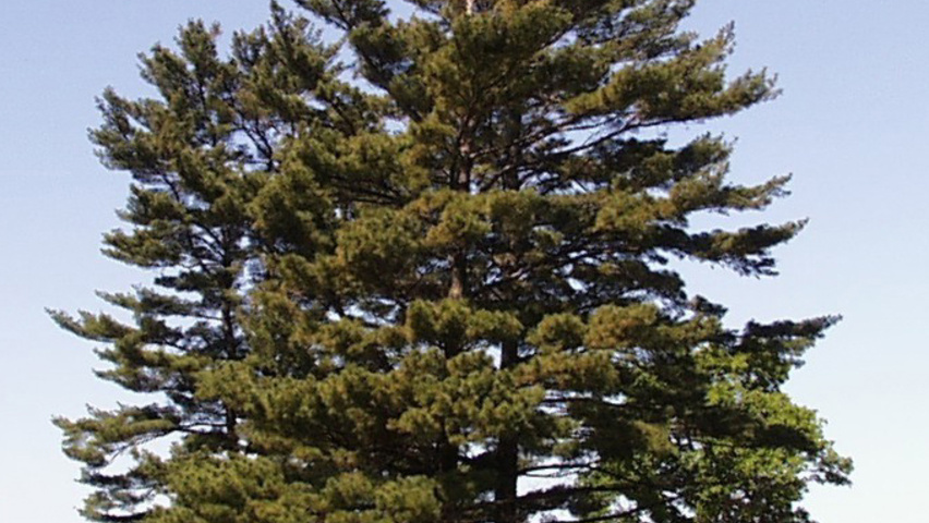 Pinus strobus hochstämmig