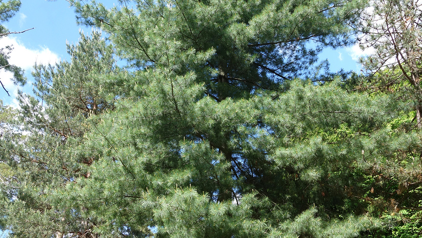 Pinus strobus hochstämmig