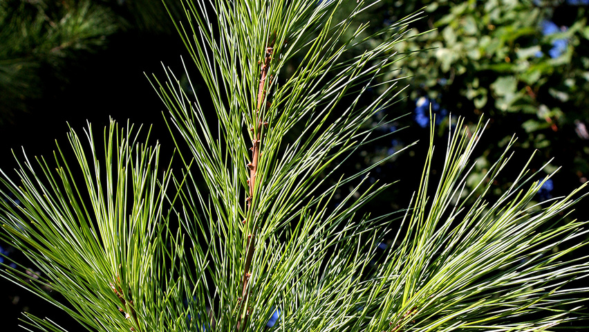 Pinus strobus Blatt