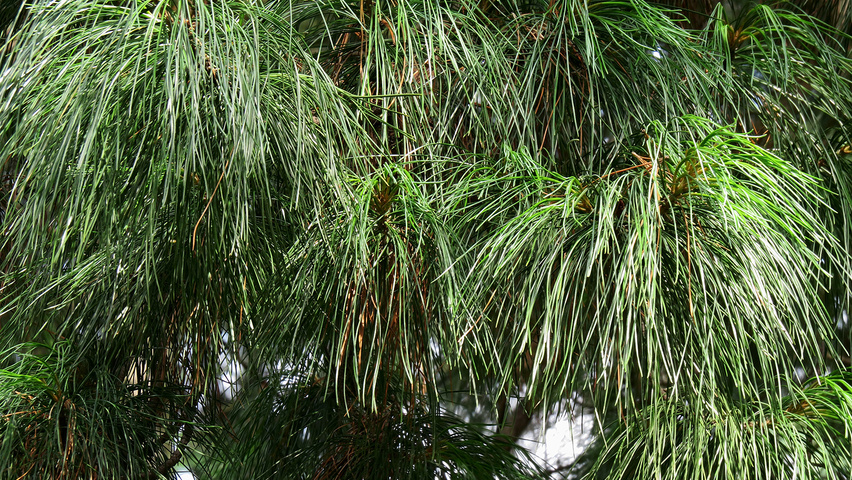 Pinus strobus Blatt