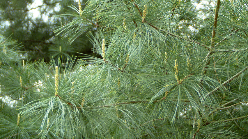 Pinus strobus Blatt