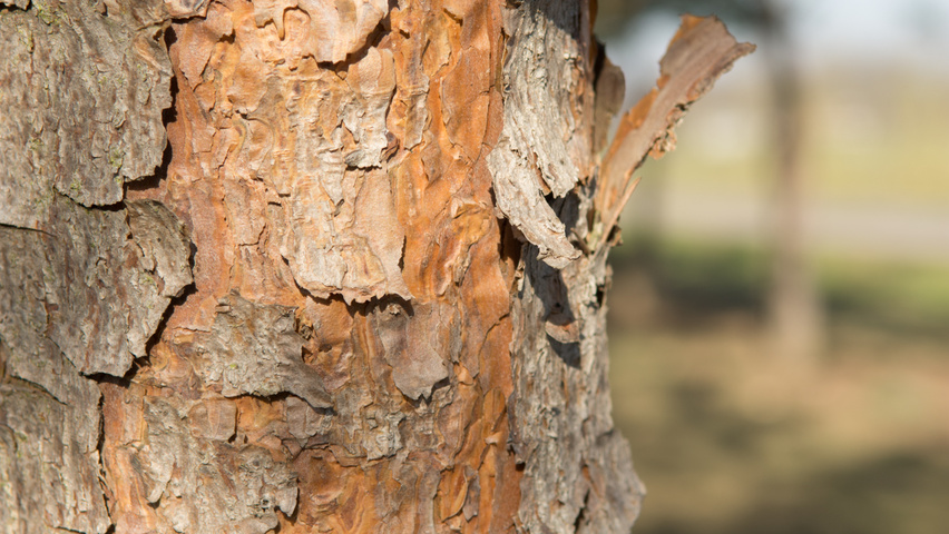 Pinus sylvestris bark