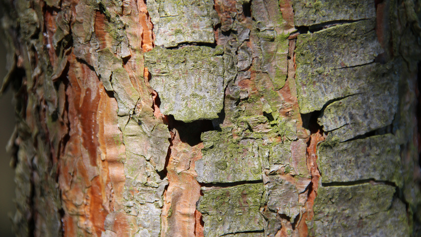 Pinus sylvestris bark