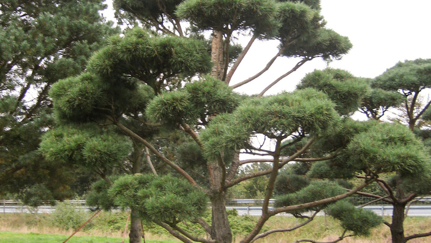 Pinus sylvestris bonsai