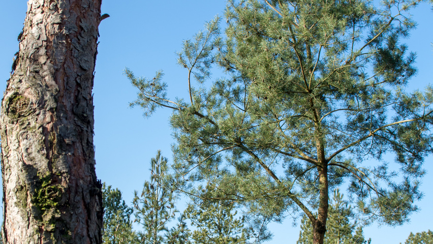 Pinus sylvestris characteristic