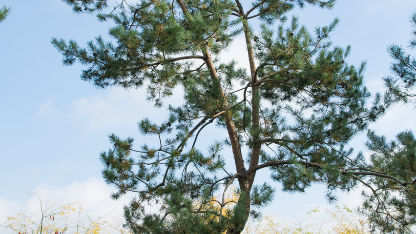 Pinus sylvestris characteristic