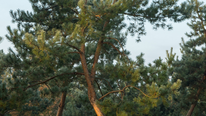 Pinus sylvestris characteristic