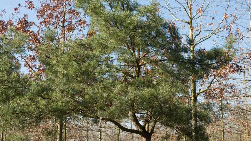 Pinus sylvestris characteristic