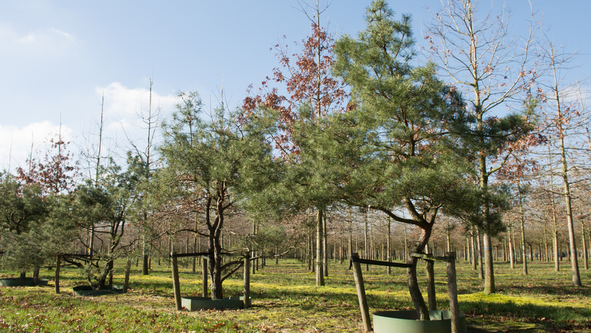 Pinus sylvestris characteristic
