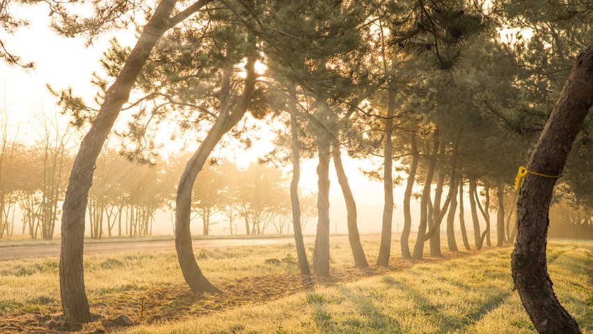 Pinus sylvestris characteristic