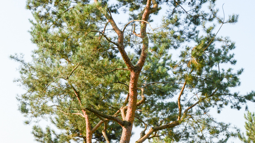 Pinus sylvestris characteristic