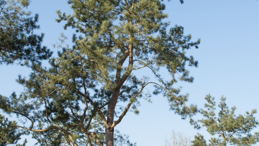 Pinus sylvestris characteristic
