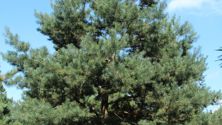 Pinus sylvestris feathered