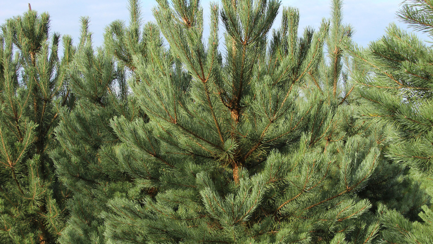 Pinus sylvestris feathered