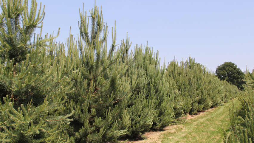 Pinus sylvestris feathered