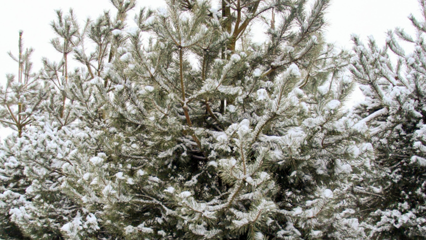 Pinus sylvestris feathered