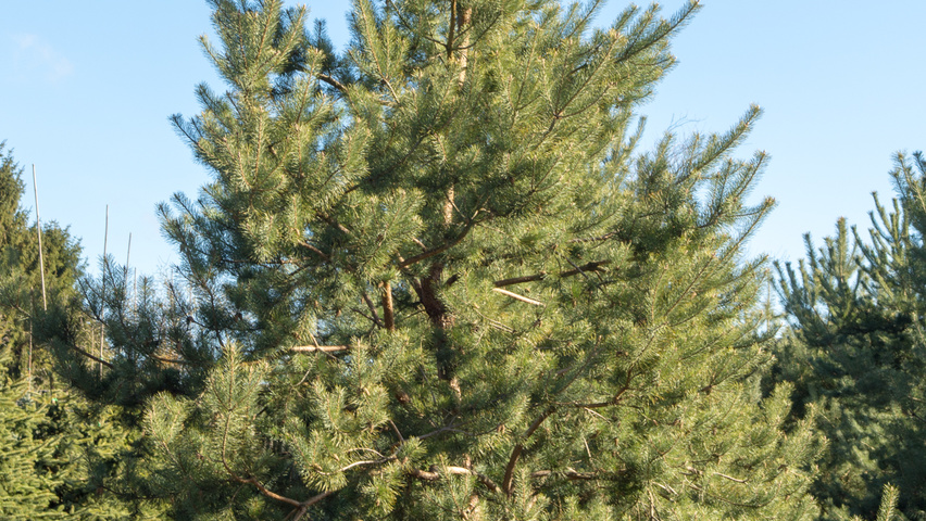 Pinus sylvestris feathered