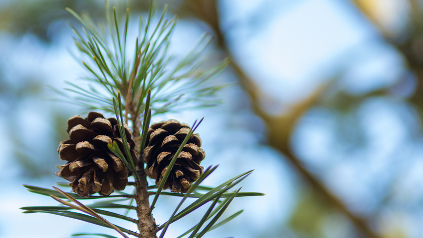 Pinus sylvestris fruits
