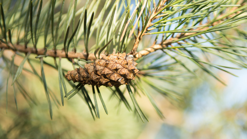 Pinus sylvestris fruits