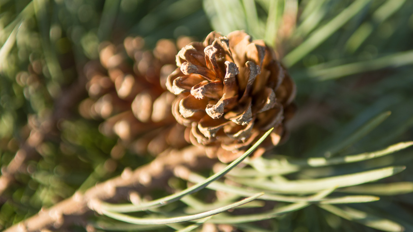 Pinus sylvestris fruits