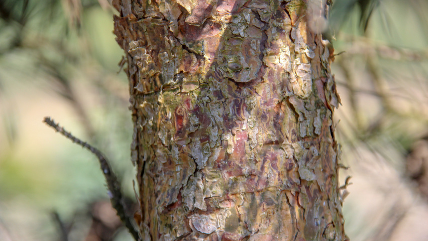 Pinus sylvestris 'Glauca' tronc