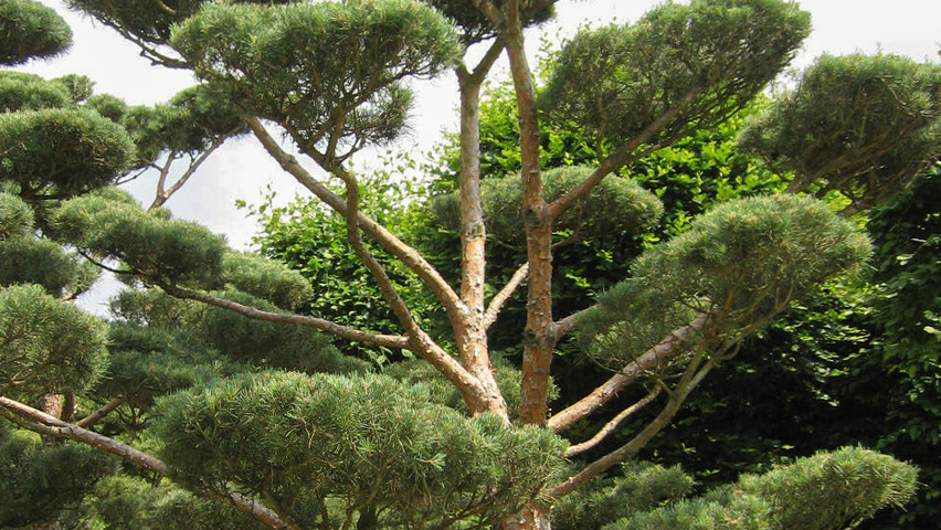 Pinus sylvestris 'Glauca' bonsaï