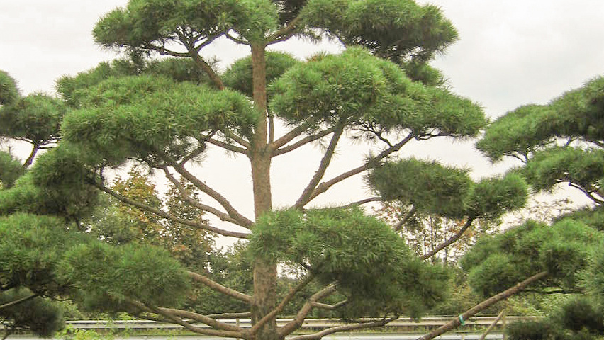 Pinus sylvestris 'Glauca' bonsaï