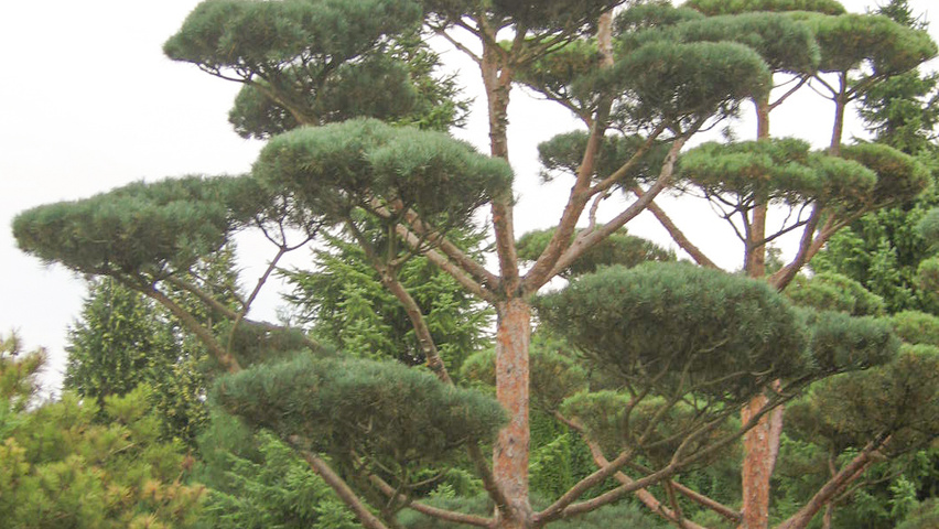 Pinus sylvestris 'Glauca' bonsaï