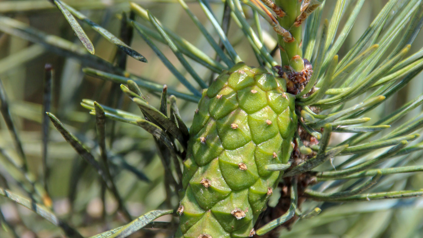 Pinus sylvestris 'Glauca' fruits