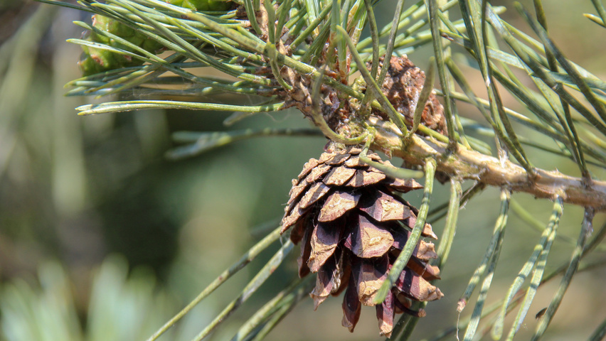 Pinus sylvestris 'Glauca' fruits