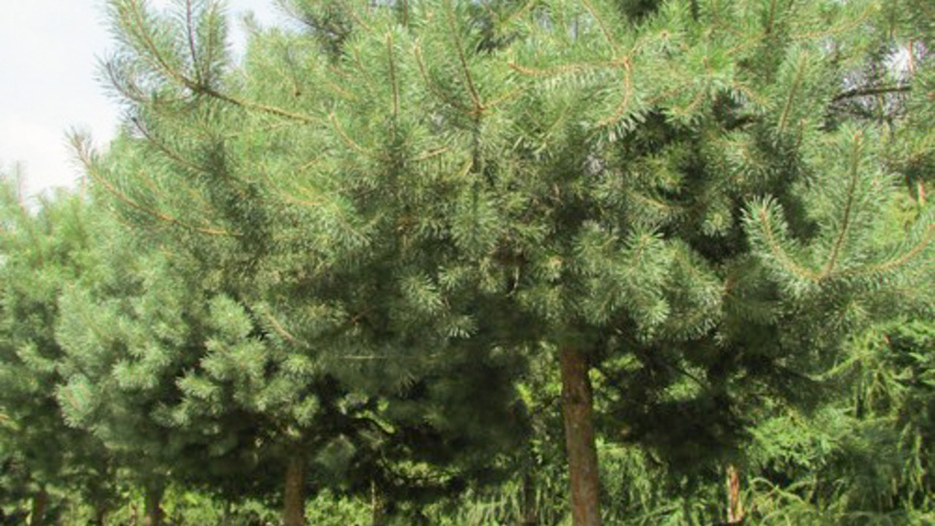 Pinus sylvestris 'Glauca' haute tige