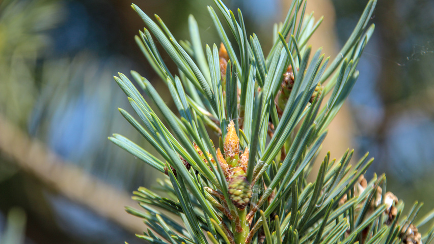 Pinus sylvestris 'Glauca' Feuilles