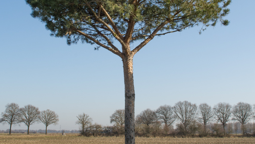 Pinus sylvestris standard tree