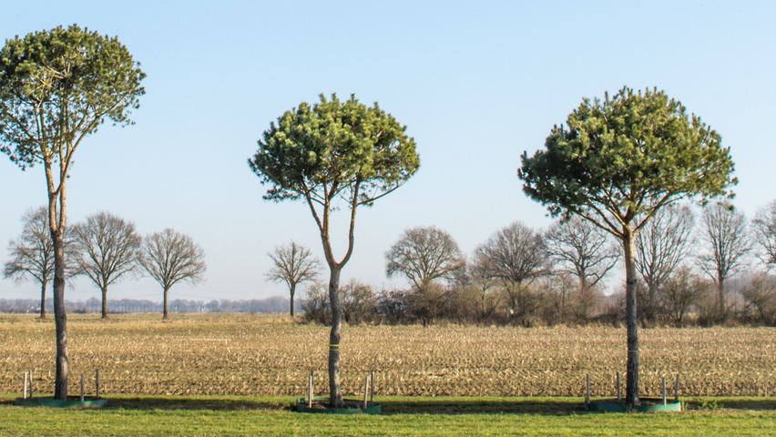 Pinus sylvestris standard tree