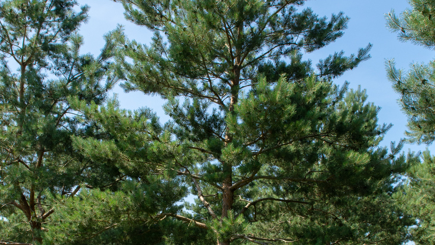 Pinus sylvestris standard tree