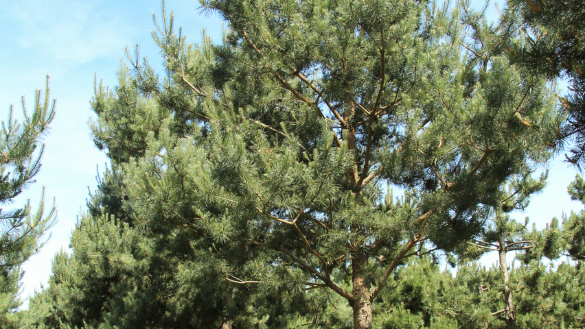 Pinus sylvestris standard tree