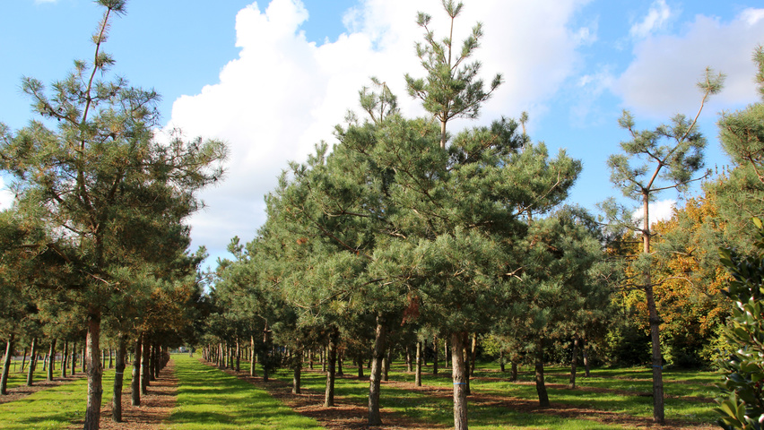 Pinus sylvestris standard tree