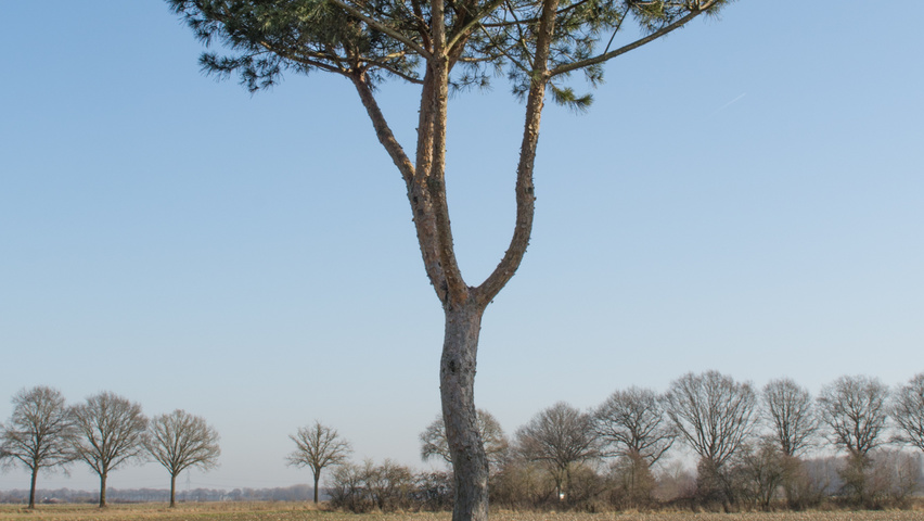 Pinus sylvestris standard tree