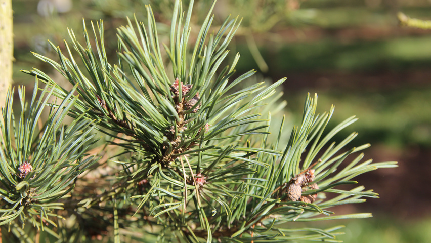 Pinus sylvestris leaves