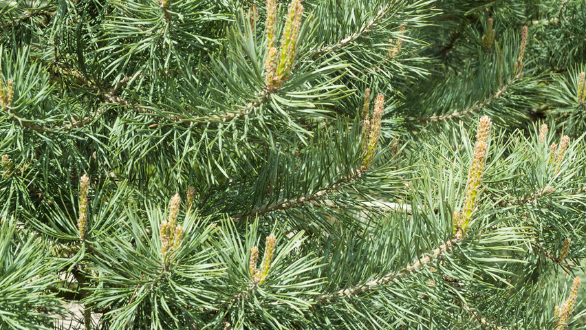 Pinus sylvestris leaves