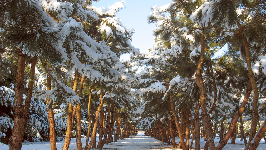 Pinus sylvestris multi-stem