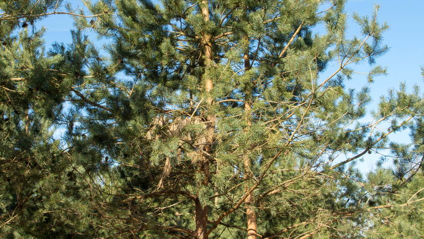 Pinus sylvestris multi-stem