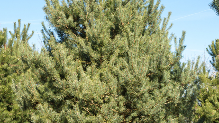 Pinus sylvestris multi-stem
