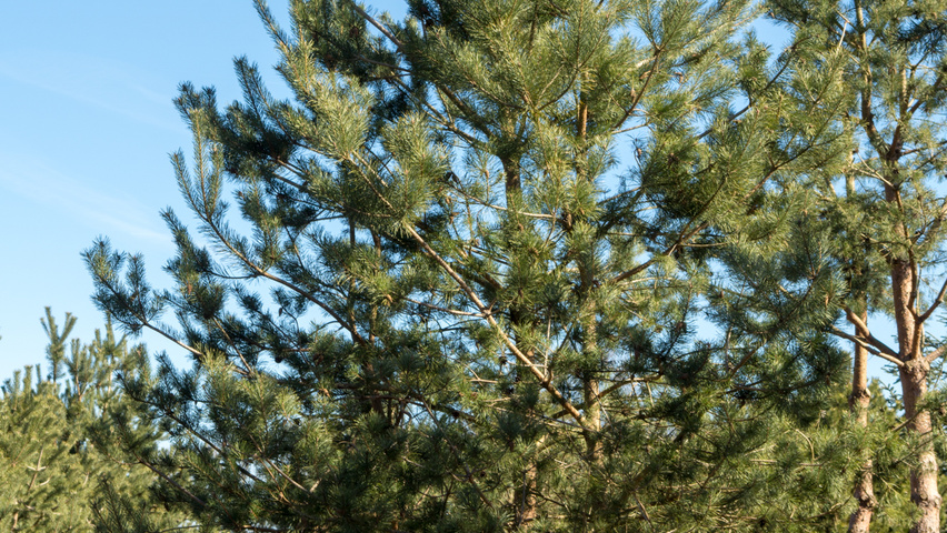 Pinus sylvestris multi-stem