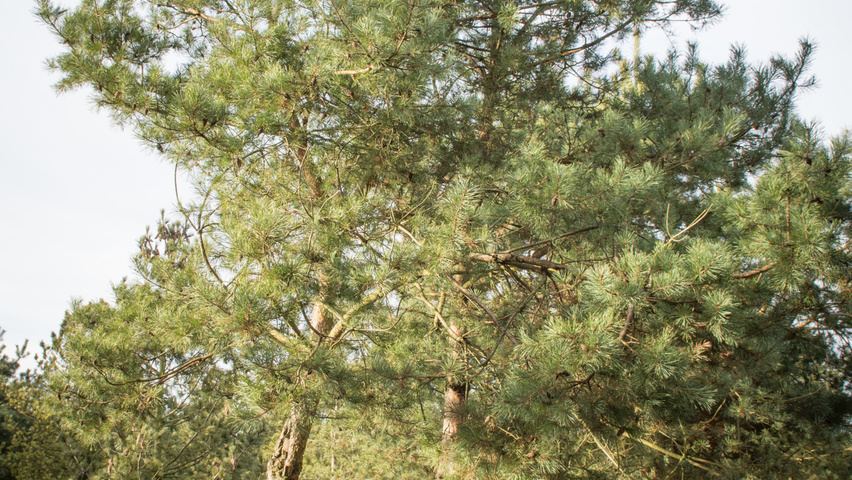 Pinus sylvestris multi-stem